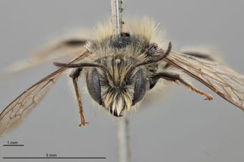 Media type: image;   Entomology 792472 Aspect: head frontal view